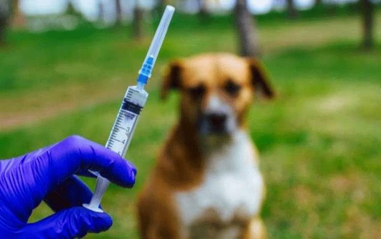 Ilustrasi pentingnya vaksinasi pada hewan peliharaann (Antaranews)