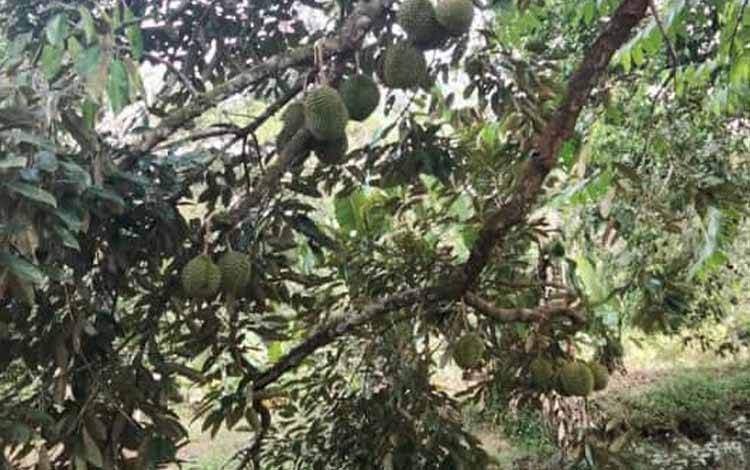 Pohon durian salah satu warga Kecamatan Pulau Hanaut. (FOTO: NISA)