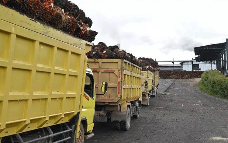 Sejumlah angkutan TBS sawit mengatre di salah satu pabrik pengolahan yang ada di Desa Kujan, Kecamatan Bulik.(FOTO : HENDI NURFALAH)