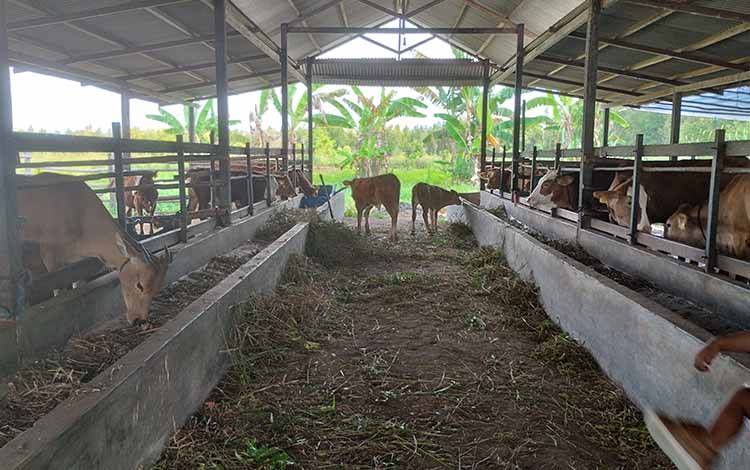 Salah satu peternakan sapi di Kota Palangka Raya yang juga menyediakan sapi untuk kurban pada Iduladha. (FOTO: TESTI PRISCILLA)