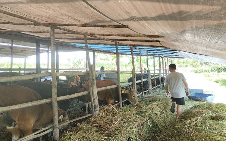 Salah satu peternakan sapi di Jalan Siti Bakar, Kota Palangka Raya yang menyediakan sapi kurban. (FOTO: TESTI PRISCILLA)