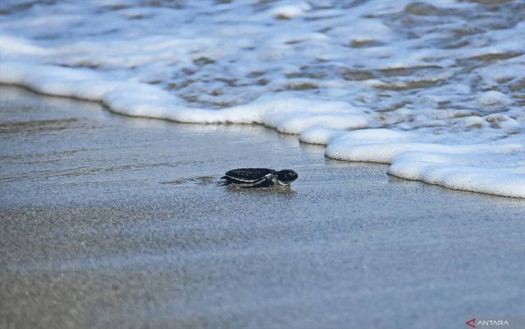 Seekor anak penyu merangkak menuju laut usai pelepasliaran pada peresmian Turtle Conservation Community (TCC) binaan PT Pertamina di Pantai Nipah, Desa Malaka, Kecamatan Pemenang, Lombok Utara, NTB, Sabtu (10/6/2023). ANTARA FOTO/Ahmad Subaidi/rwa.