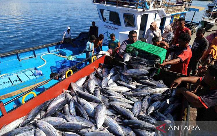 Nelayan membongkar muat ikan cakalang hasil tangkapannya di Pelabuhan Perikanan Panambuang, Pulau Bacan, Halmahera Selatan, Maluku Utara, Jumat (9/12/2022). ANTARA FOTO/Andri Saputra/wsj.