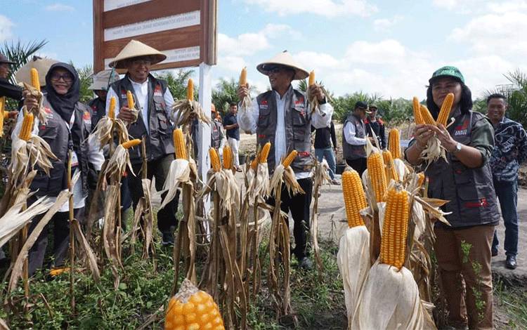 Kepala Distan Kobar Kris Budi Hastuti (kanan) menunjukkan jagung dalam kegiatan panen raya di lahan kebun sawit yang dikelola KUD Tani Subur, . (Foto : ISTIMEWA)