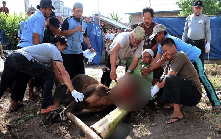 Sekda Seruyan Djainuddin Noor melakukan pemotongan hewan kurban di BMT Darussalam Kuala Pembuang ( Foto : Ist)