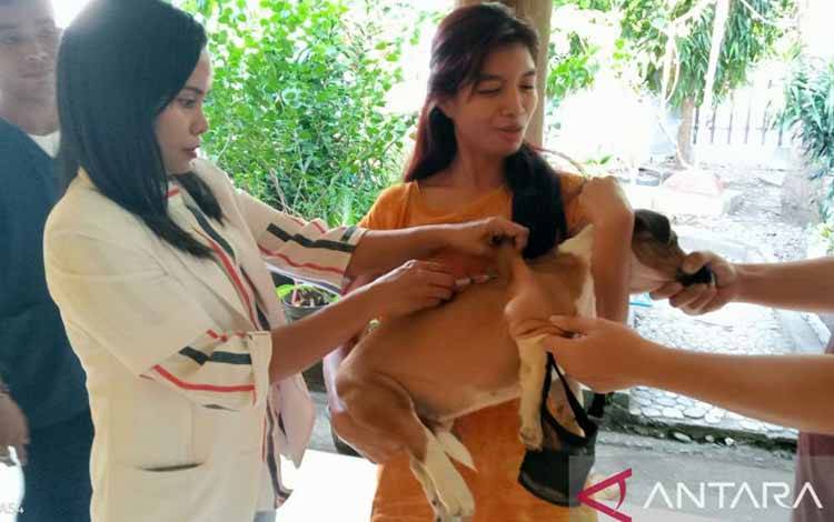 Seorang dokter hewan di Kota Kupang Provinsi Nusa Tenggara Timur melakukan vaksinasi anti rabies terhdap anjing peliharaan warga di Kota Kupang dalam mencegah paparan virus rabies. (FOTO ANTARA/Benny Jahang)