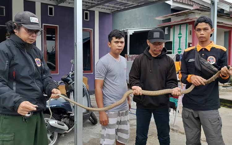 Tim Emergency Response Palangka Raya berhasil mengamankan ular kobra di Jalan Komplek Fajar Permai I, Minggu, 2 Juli 2023. (FOTO: ERP)