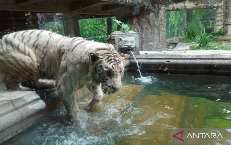Seekor harimau putih bernama Molik, salah satu harimau yang menemani pengunjung selama menyantap hidangan di Tiger Cave Restaurant Taman Safari II Jatim, Kecamatan Prigen, Kabupaten Pasuruan, Jawa Timur. (ANTARA/Farhan Arda Nugraha)