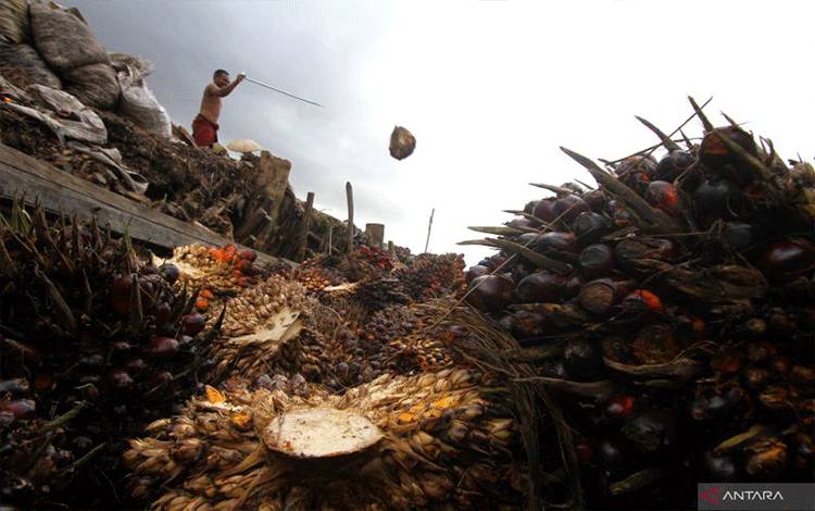 Pekerja memuat tandan buah segar (TBS) kelapa sawit ke dalam perahu bermesin di perkebunan kelapa sawit, Kecamatan Candi Laras Selatan, Kabupaten Tapin, Kalimantan Selatan, Jumat (20/1/2023). ANTARA FOTO/Bayu Pratama S/aww.