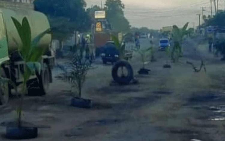 Ruas jalan Pangkalan Banteng ditanami pohon oleh warga, karena jalan rusak tak kunjung dilakukan perbaikan. (Foto : ISTIMEWA)