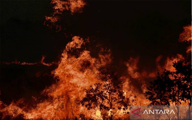 Kobaran api akibat kebakaran hutan dan lahan (karhutla) melahap lahan sekitar 15 hektare di Kelurahan Landasan Ulin Selatan, Kecamatan Liang Anggang, Kota Banjarbaru, Kalimantan Selatan, Kamis (3/8/2023). (ANTARA/Tumpal Andani Aritonang)