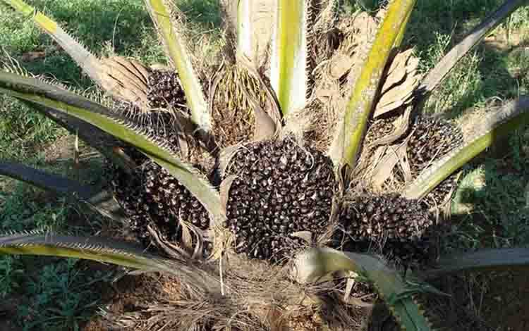 Komoditas kelapa sawit. Kepala Bappedalitbang Kalteng berharap sektor perkebunan semakin berkontribusi terhadap peningkatan perekonomian Kalteng. (FOTO: PIXABAY)
