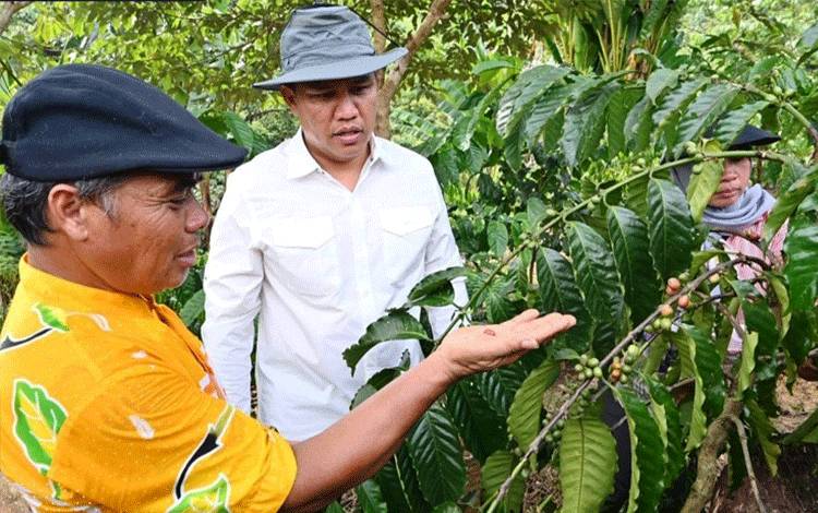 Bupati Lamandau Hendra Lesmana memperhatikan kualitas biji kopi robusta budidaya warga Desa Kahingai. (FOTO : HENDI NURFALAH)