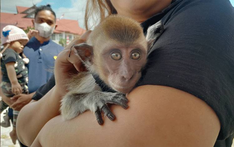 Seekor monyet digendong oleh seseorang, Sabtu 26 Agustus 2023 (Foto: Marini)