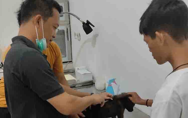 Kepala UPTD Puskeswan Kota Palangka Raya, drh Eko Hari Yuwono memberikan suntikan kepada hewan yang dibawa berobat ke kliniknya. (FOTO: TESTI PRISCILLA)