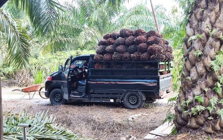 Pengangkutan kelapa sawit di perkebunan sawit rakyat atau PSR.(FOTO: TESTI PRISCILLA)