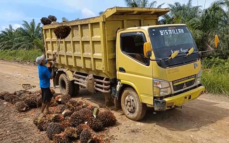 Pengangkutan tandan buah segar kelapa sawit di salah satu perkebunan kelapa sawit Kalimantan Tengah.(FOTO: TESTI PRISCILLA)