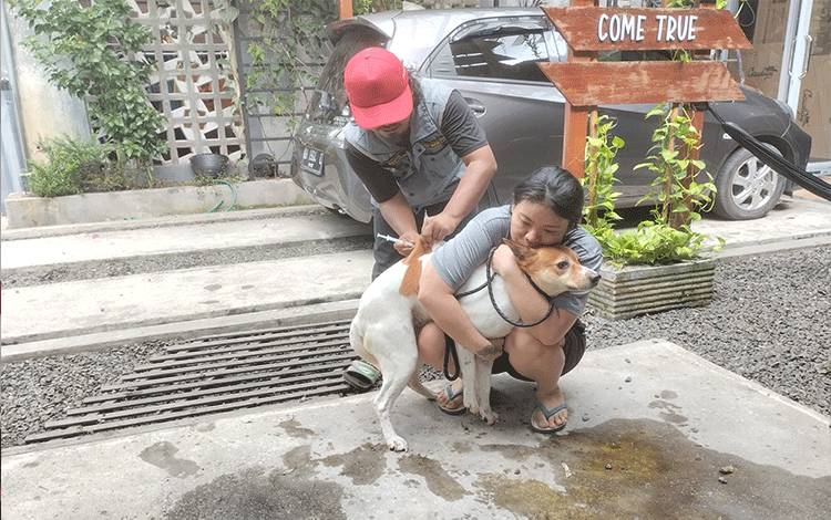 Vaksinator Rabies memberikan suntikan vaksin kepada hewan peliharaan milik masyarakat Kota Palangka Raya. (FOTO: TESTI PRISCILLA)