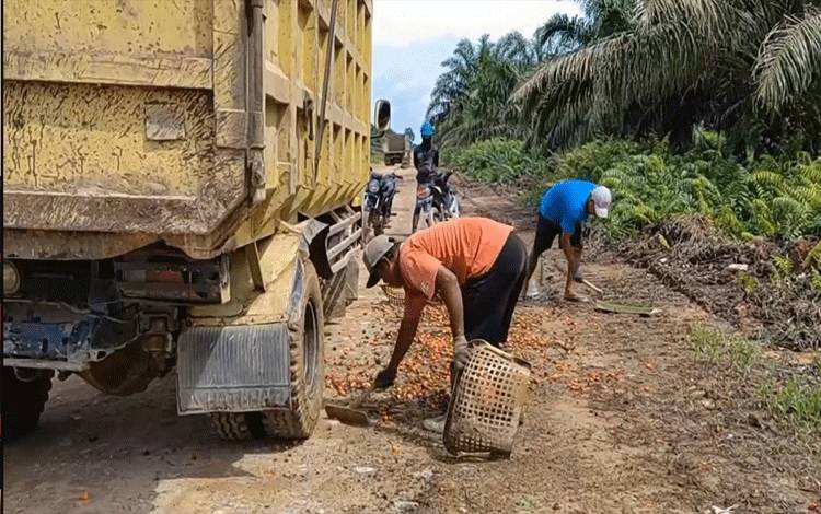 Pekerja di perkebunan kelapa sawit mengumpulkan bungkil tandan buah segar sawit. (FOTO: Rilis BPDPKS)