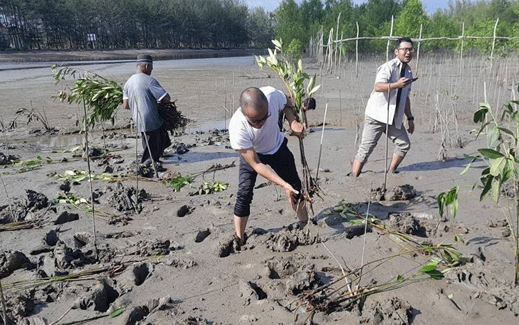 Kepala Dinas Lingkungan Hidup dan Kehutanan Seruyan, Muhamad Mukhlis saat melakukan penanaman bibit mangrove di kawasan pesisir Sungai Bakau (Foto : Ist)