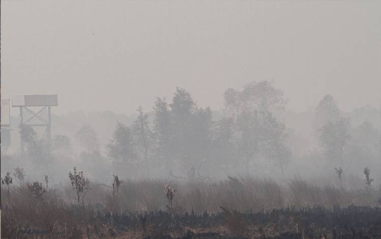 Kebakaran hutan dan lahan di wilayah Petuk Katimpun, Kota Palangka Raya, Kalimantan Tengah. (FOTO: AULIA)