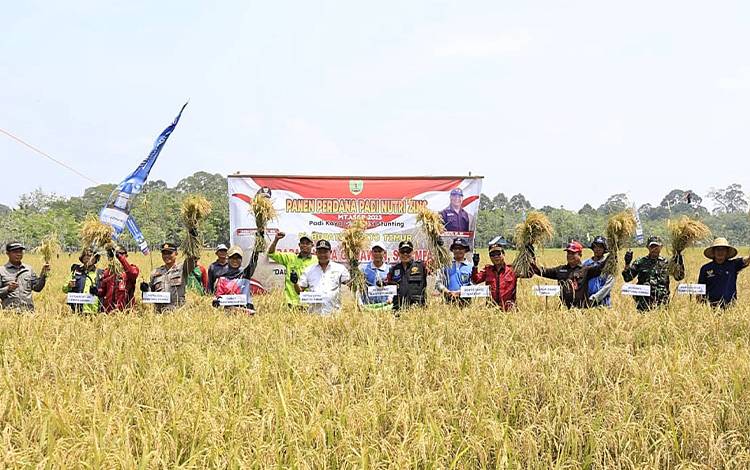Panen raya padi di Desa Tumpung Ulung Kecamatan Pematang Karau, Jumat, 6 Oktober 2023. (FOTO: IST)