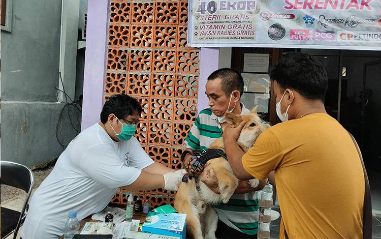Dokter hewan memberikan suntikan bius kepada hewan sebelum dilakukan tindakan Kastrasi, Sabtu, 7 Oktober 2023. (FOTO: TESTI PRISCILLA)