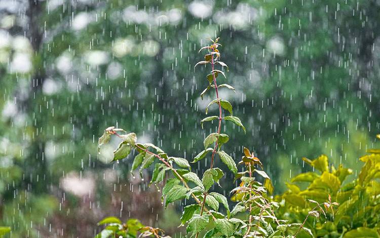 Hujan membasahi tanaman. BMKG memprakirakan wilayah Kalteng berpotensi hujan dalam sepekan kedepan. (FOTO:PIXABAY)