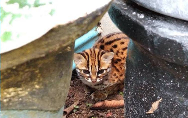 Bayi kucing hutan masuk ke pekarangan rumah warga dan dilaporkan ke RSAT Palangka Raya.(FOTO: Dokumentasi Agung untuk Borneonews)