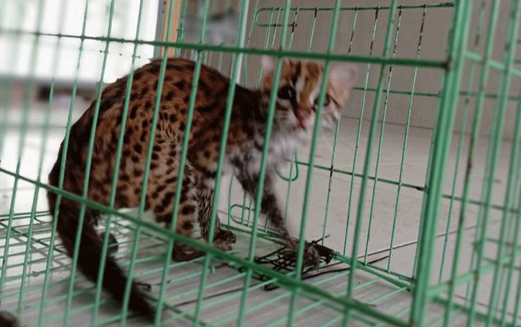 Kucing hutan yang telah dievakuasi RSAT dan dititipkan di Klinik Hewan Palangka Raya. (FOTO: Dokumentasi Agung untuk Borneonews)