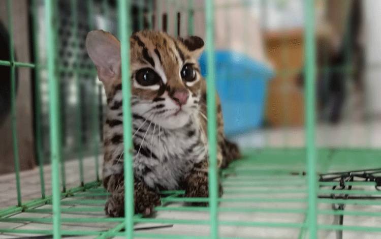 Kucing hutan yang telah dievakuasi RSAT dan dititipkan di Klinik Hewan Palangka Raya. (FOTO: Dokumentasi Agung untuk Borneonews)
