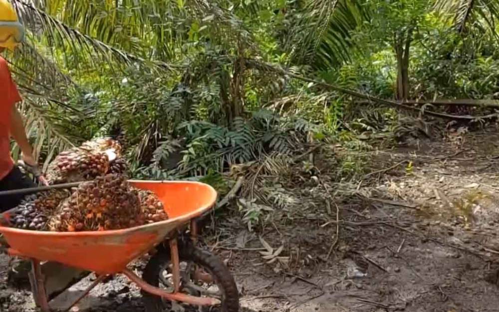 Pekerja mengangkut tandan buah segar atau TBS kelapa sawit. (FOTO: TESTI PRISCILLA)