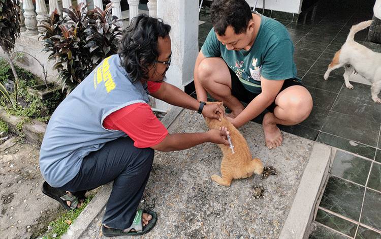 Vaksinator memberikan suntikan vaksin rabies untuk kucing peliharaan masyarakat Kota Palangka Raya.(FOTO: TESTI PRISCILLA)