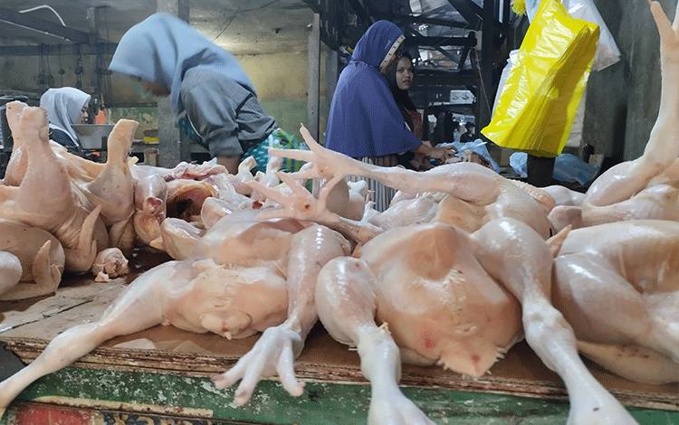 Daging ayam ras, salah satu komoditi yang alami kenaikan harga dijual di pasar tradisional Palangka Raya.(FOTO: TESTI PRISCILLA)
