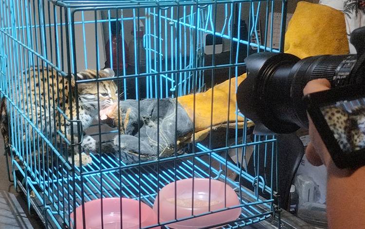 Kucing hutan yang ditemukan warga di Palangka Raya baru-baru ini. (FOTO: TESTI PRISCILLA)