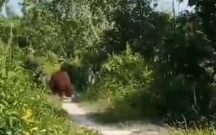 Tangkapan layar video kemunculan orangutan di Desa Ganepo, Kecamatan Seranau, Kabupaten Kotawaringin Timur, Sabtu, 11 November 2023. (FOTO: IST)