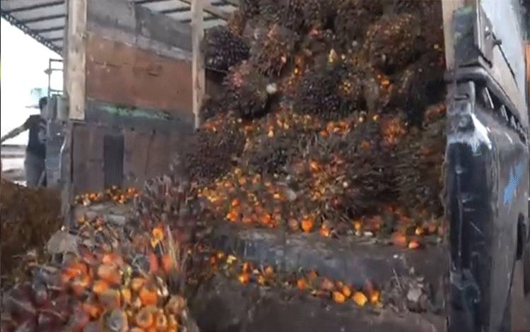 Tandan buah segar atau TBS yang baru dipanen dan diangkut ke pabrik kelapa sawit. (FOTO: TESTI PRISCILLA)