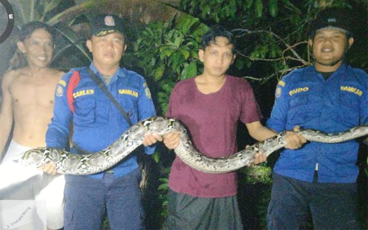 Petugas Dinas Pemadam Kebakaran dan Penyelamatan Kabupaten Kotawaringin Timur mengevakuasi ular jenis sanca batik di rumah warga Kelurahan Baamang Tengah, Kecamatan Baamang. (FOTO: DOK DAMKAR)