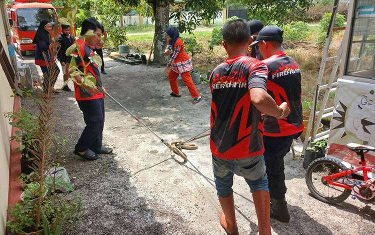 Tim penyelamatan DPKP Palangka Raya saat mengevakuasi ular kobra di Jalan Danau Ilung (Foto : DPKP Palangka Raya)