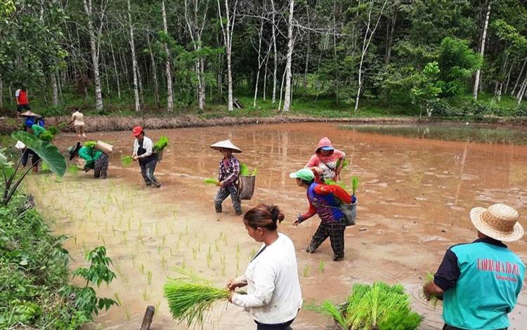Anggota kelompok tani Timbun Jaya di Kelurahan Kudangan, Kecamatan Delang mulai menanam padi menggunakan sistem minapadi.(FOTO : HENDI NURFALAH)