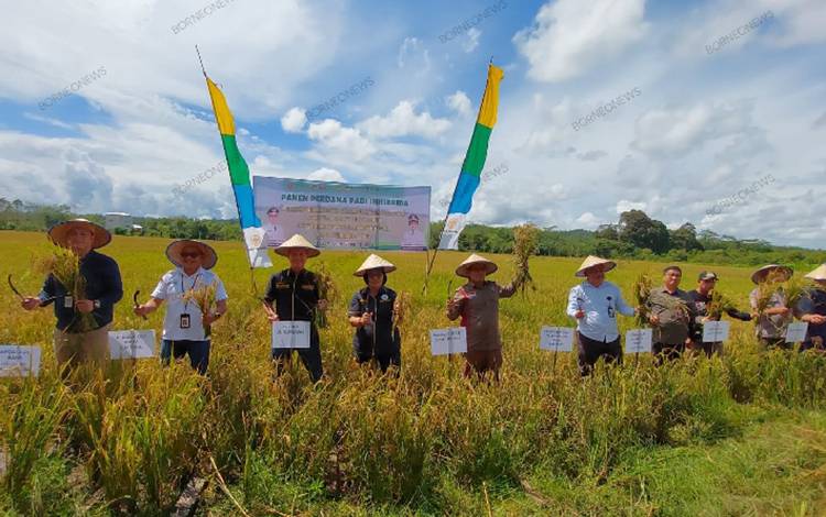 Bupati Gunung Mas Jaya S Monong bersama Wakil Bupati Efrensia L.P Umbing dan lainnya saat panen perdana padi poktan Suka Jadi, Selasa, 28 November 2023. (FOTO: IST)