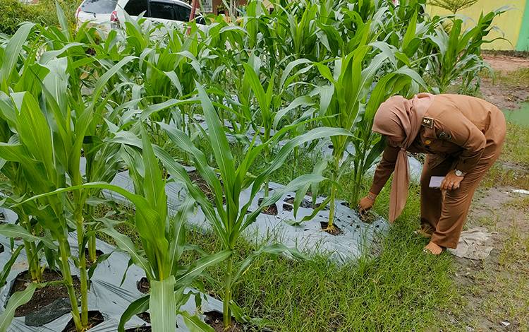 Lurah Panarung Evi Kahayanti saat mengecek kondisi kebun jagung di belakang kantor Kelurahan Panarung. (FOTO: PATHUR)