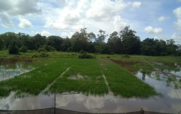 Lahan Pertanian Kelompok Tani Suka Maju di Kelurahan Pahandut terendam banjir. (FOTO: PATHUR)