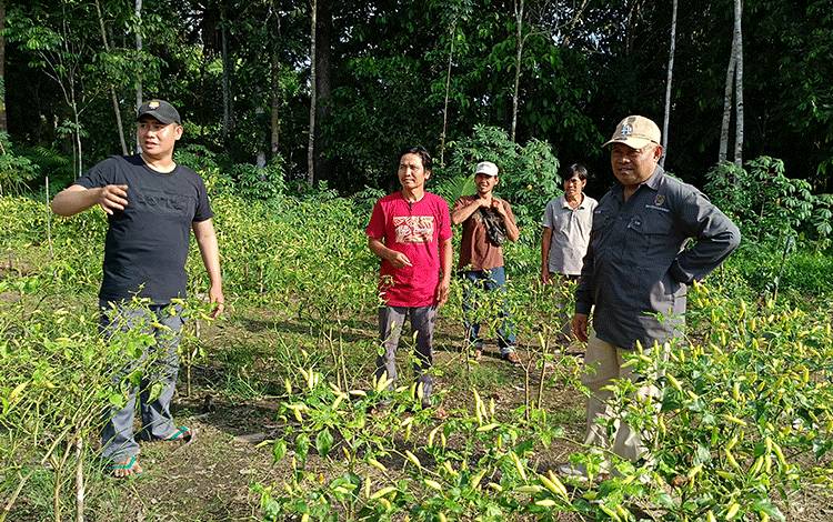 Kepala Dinas Ketahanan Pangan Provinsi Kalimantan Tengah Riza Rahmadi (kanan), saat meninjau lahan cabai pada Kelompok Tani Ampari Jaya di Desa Ampari Kabupaten Barito Timur. (FOTO: BOLE MALO)