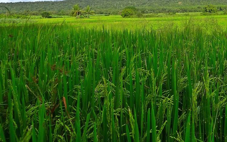 Sektor pertanian padi. Penggilingan padi menjadi salah satu peluang pengembangan di wilayah tengah Kalteng. (FOTO: PIXABAY)