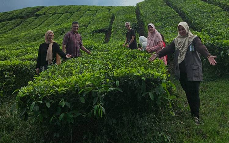 Tim Peneliti Mitra dari UPM dan UiTM Malaysia yang diajak mengunjungi berbagai lokasi wisata di Sumatera Utara, salah satunya kebun teh.(FOTO: Dokumentasi Prof Rahmawaty untuk Borneonews)