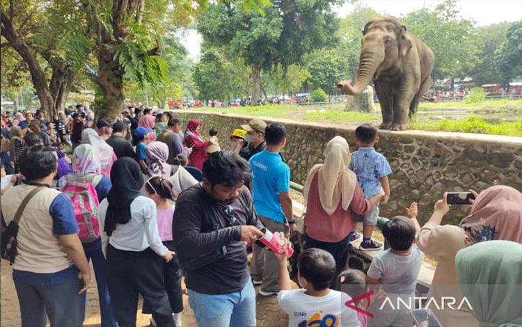 Sejumlah pengunjung melihat Gajah di Taman Margasatwa Ragunan, Jakarta, Senin (25/12/2023). ANTARA/Bayu Pratama Syahputra.