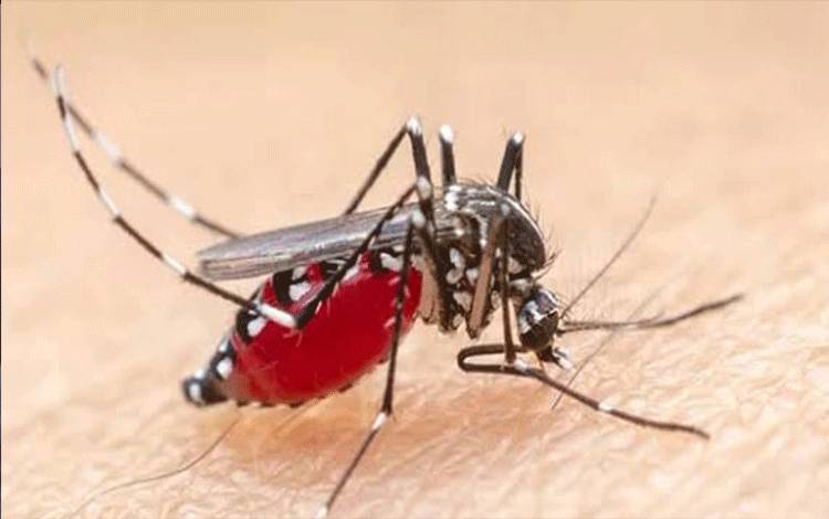 Ilustrasi malaria nyamuk saat menghisap darah manusia (Foto: Dinkes Kalteng)