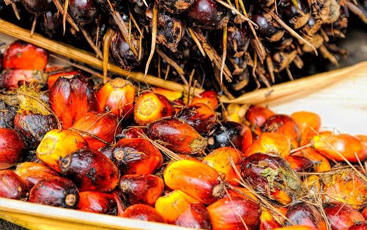 Biji buah sawit. Sertifikasi kelapa sawit dinilai sebagai salah satu aspek penting dalam program PKSB. (FOTO:TRISTANTAN/PIXABAY)