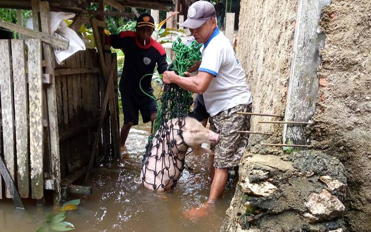 Warga berusaha menyelamatkan ternak babi yang terdampak banjir di Desa Jaar Kabupaten Barito Timur, Sabtu, 13 Januari 2024. (FOTO: BOLE MALO)